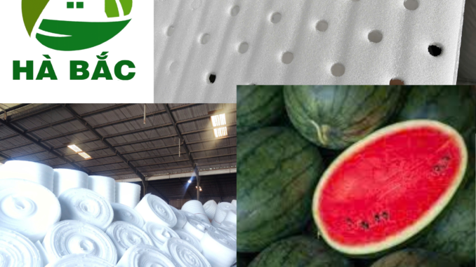 Mang-foam-5mm-duc-lot-dua-hau