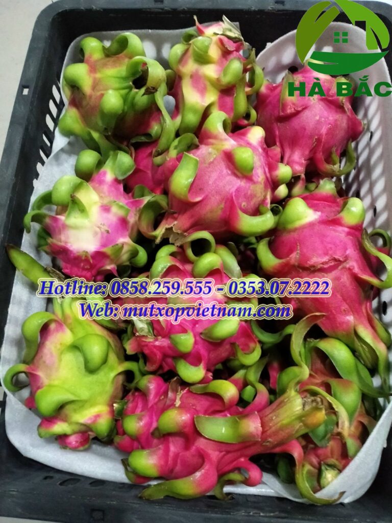 xốp chèn lót thùng thanh long