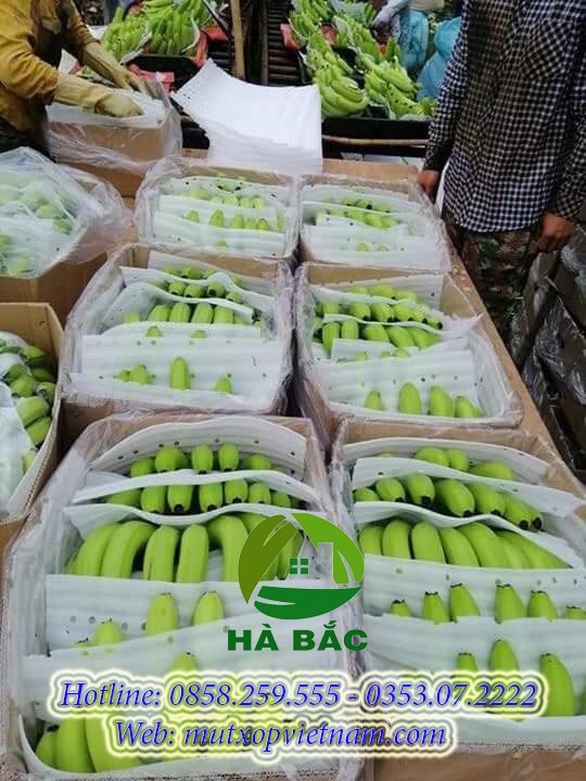 mút xốp lót chuối 