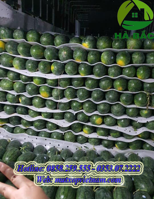 tấm xốp lót trái cây miền trung