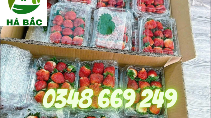 Cuon-Xop-Hoi-Bọc-Hang