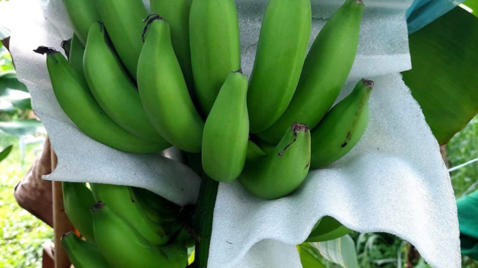 Mut-xop-lot-chuoi-gia-si