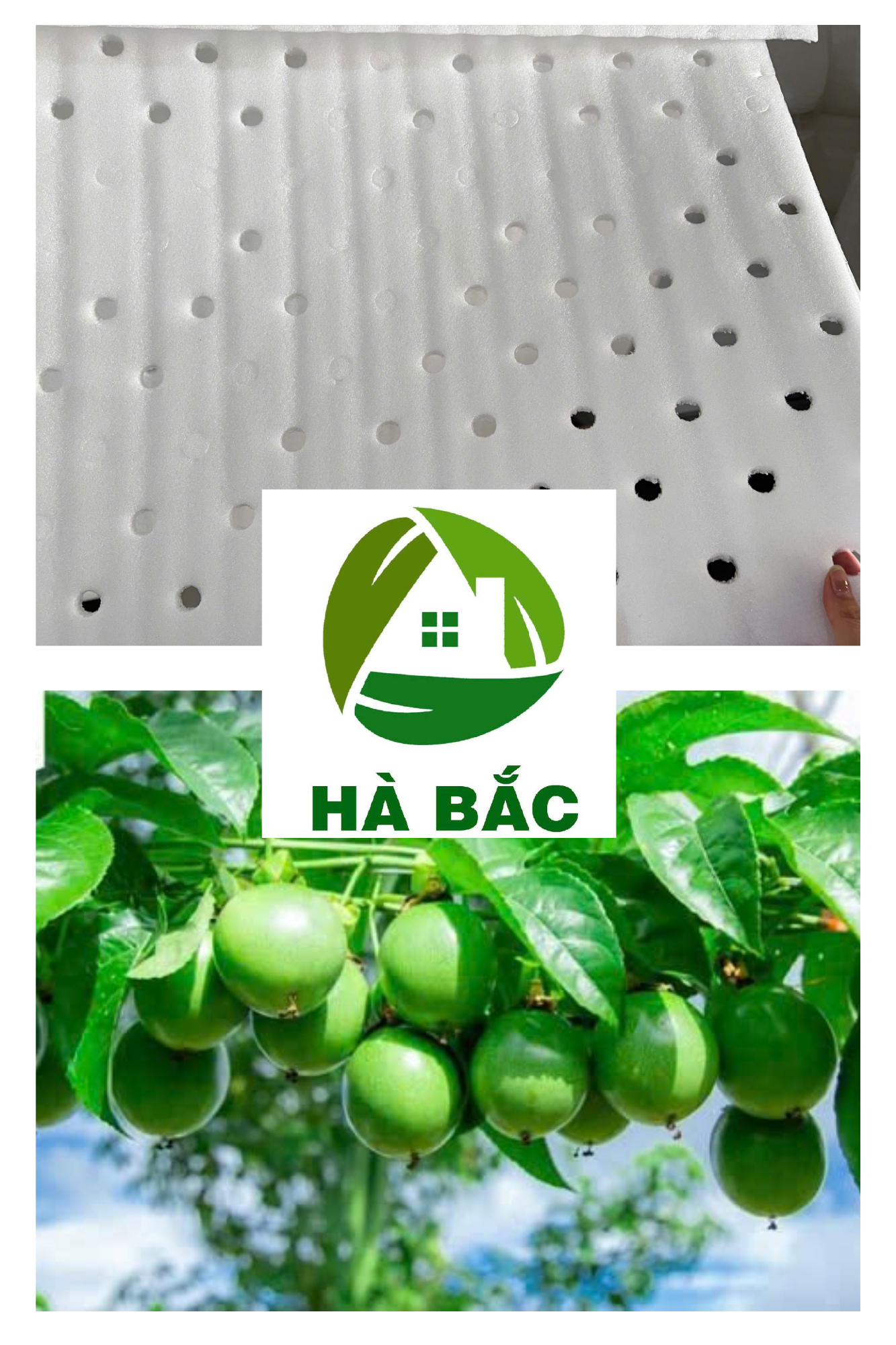 Mang-pe-foam-5mm-duc-lot-sot-chanh-leo